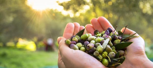 Beneficios de la oliva para tu salud