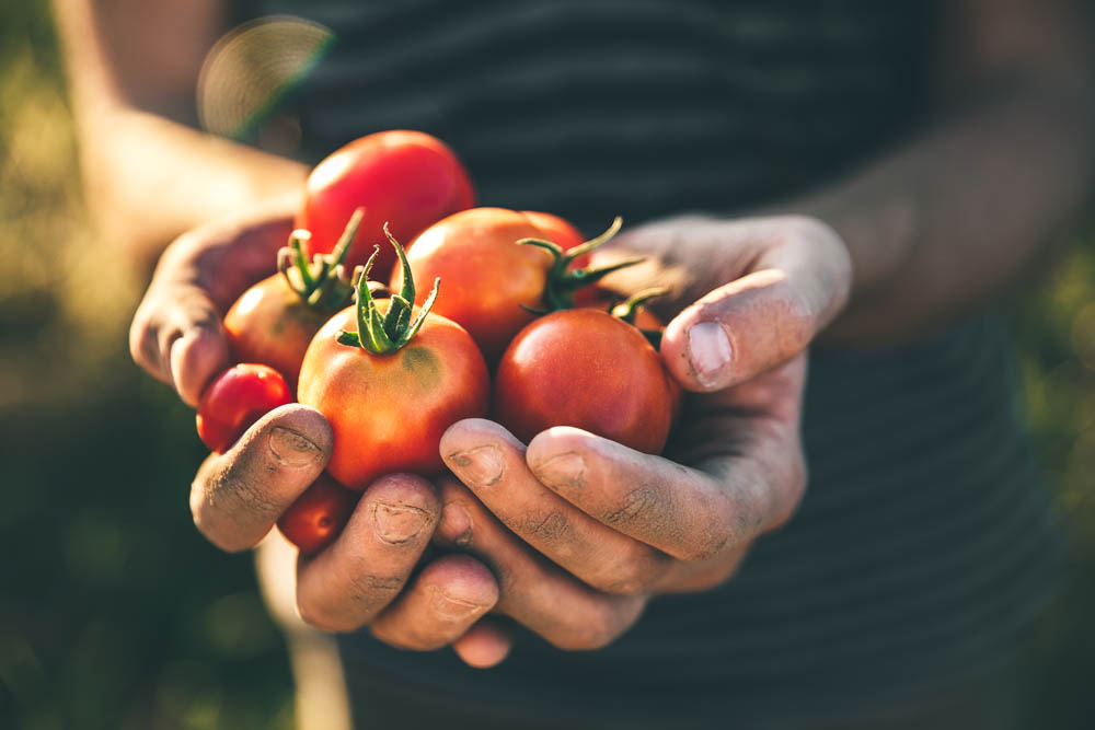 El AOVE mejora la absorción de nutrientes del tomate
